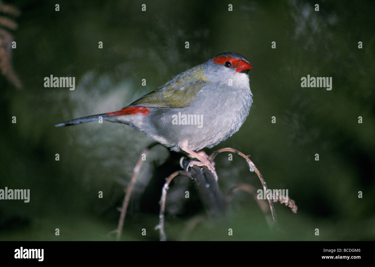 La queue aux couleurs vives et à la tête d'un Red-Browed plumes Finch. Banque D'Images