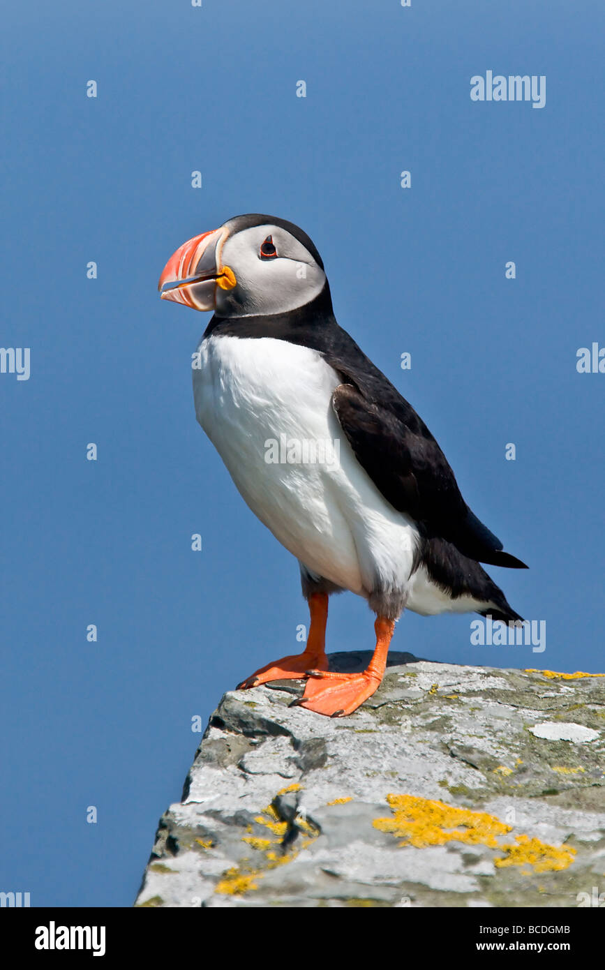 Macareux moine sur l'île de Noss Banque D'Images