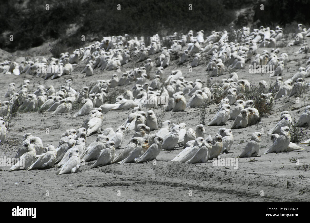 Une profusion de blanc comme un troupeau peu Corella reste par un désert nore. Banque D'Images