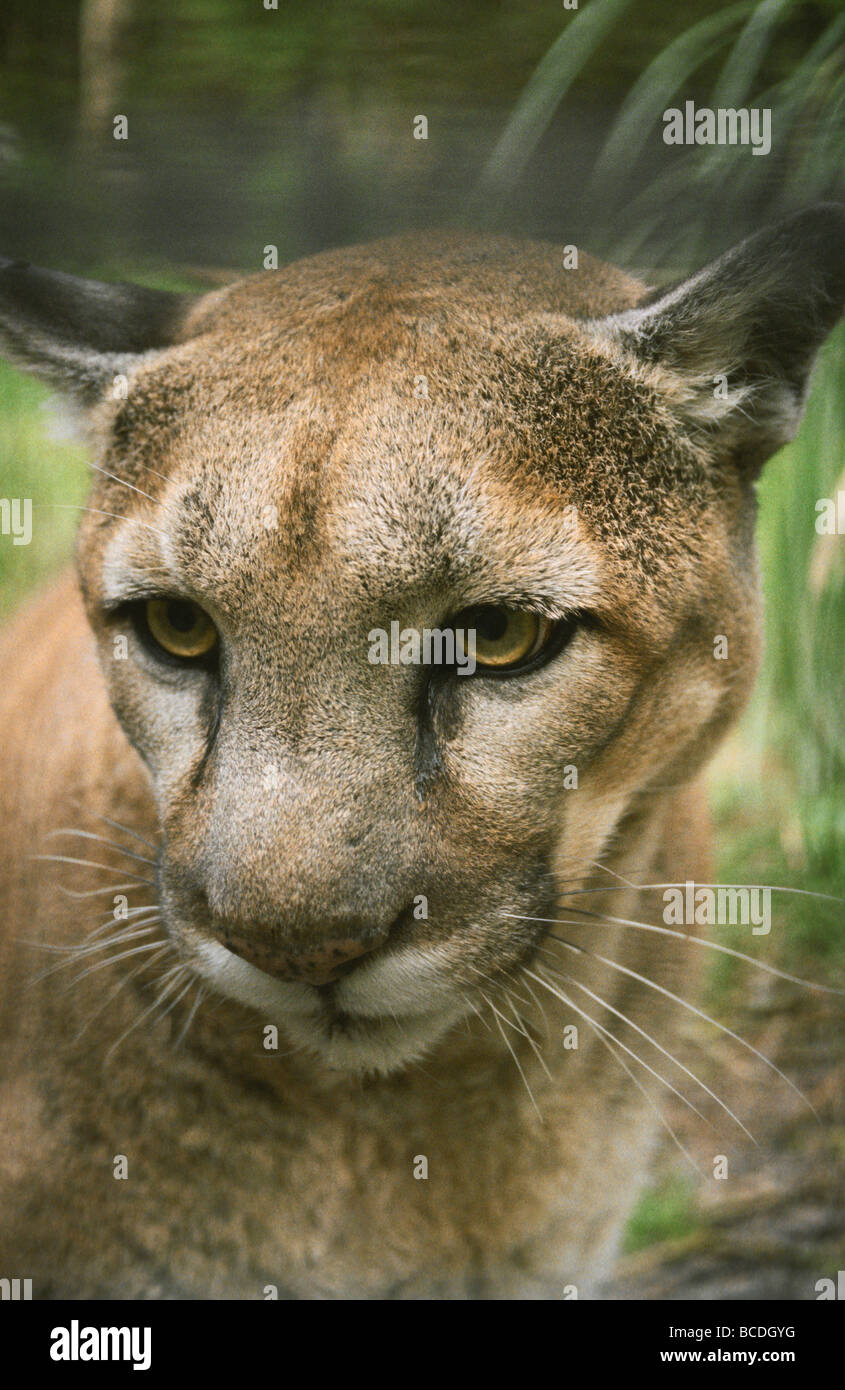 Le beau regard intense d'une femelle Puma ou Lion de montagne Photo Stock -  Alamy