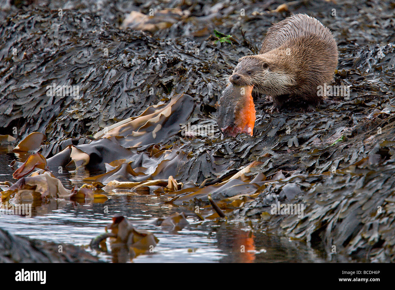 Loutre femelle avec des poissons Banque D'Images