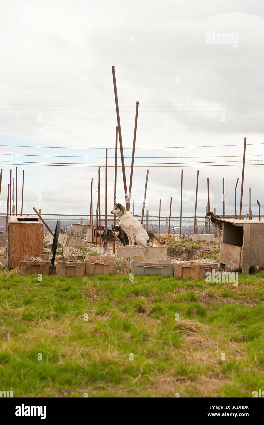 Traîneau à chiens DANS UN CHENIL TELLER ALASKA Banque D'Images