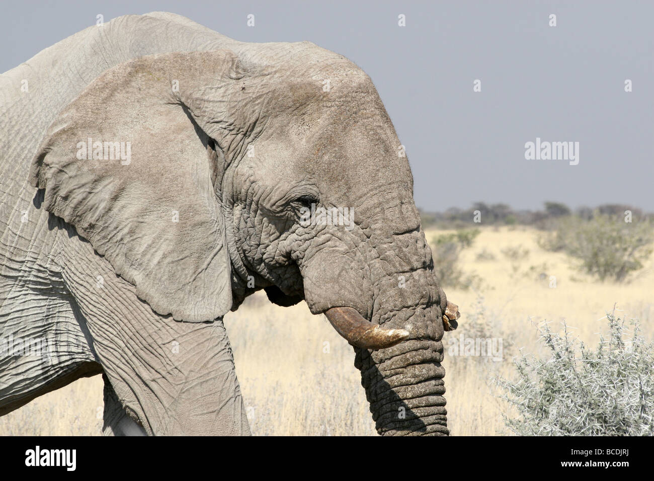 Close Up de l'Eléphant d'Afrique Loxodonta africana de Bull dans le parc national d'Etosha, Namibie Banque D'Images