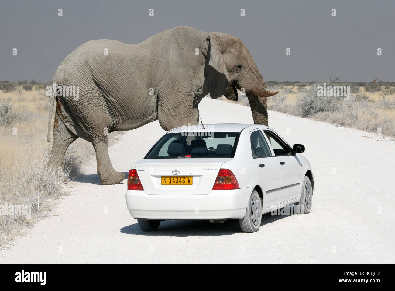 L'Eléphant d'Afrique Loxodonta africana Bull Crossing Road en face de voiture dans le parc national d'Etosha, Namibie Banque D'Images