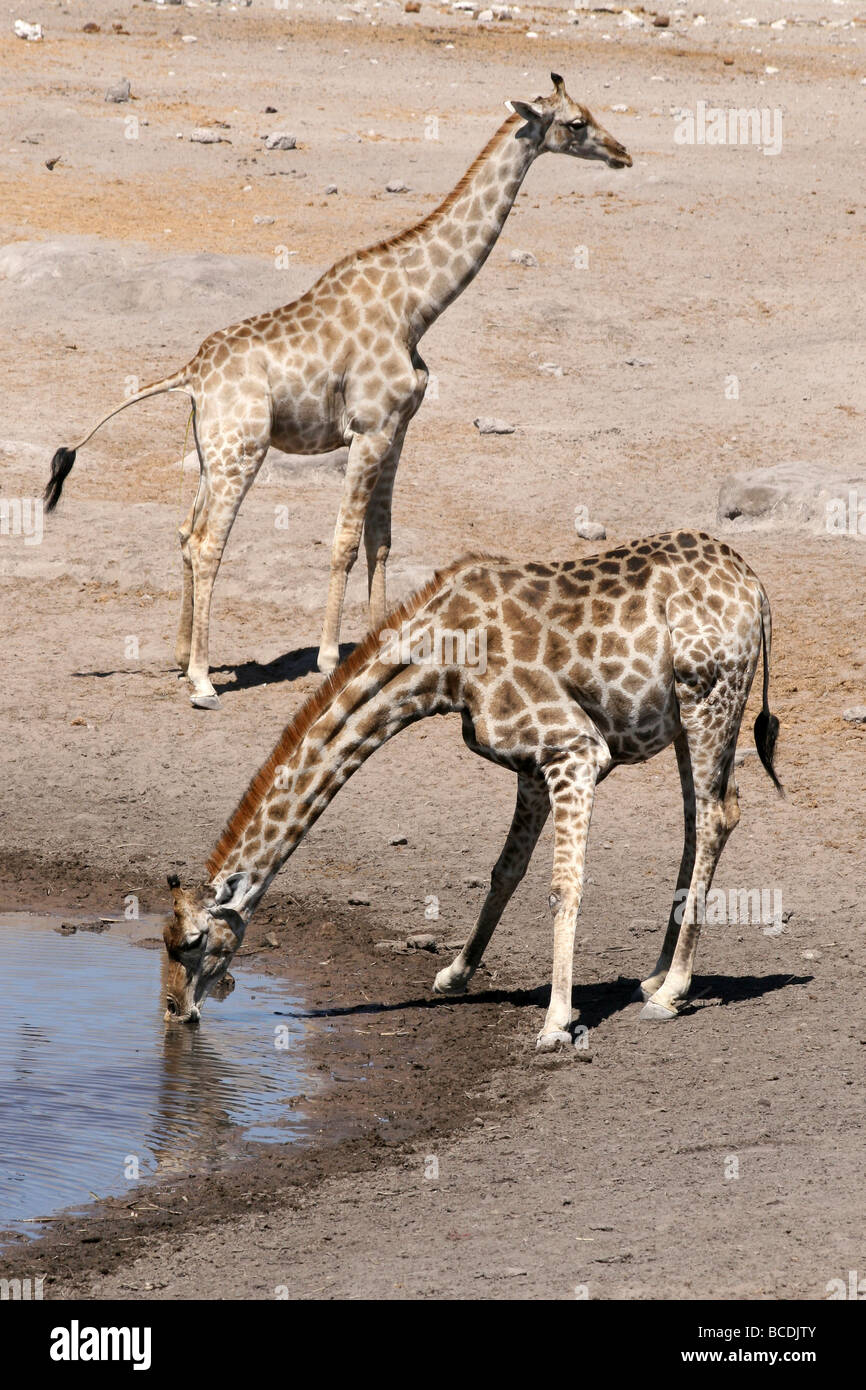 Giraffe Giraffa camelopardalis angolensis Angola à un étang dans le parc national d'Etosha, Namibiba Banque D'Images