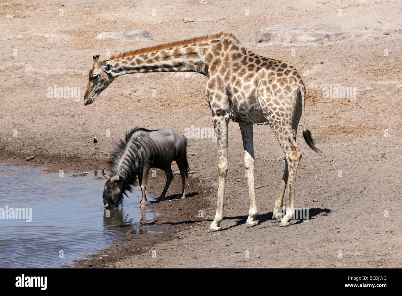 Giraffa camelopardalis girafe gnous et bleu Connochaetes taurinus à un étang dans le parc national d'Etosha, Namibiba Banque D'Images