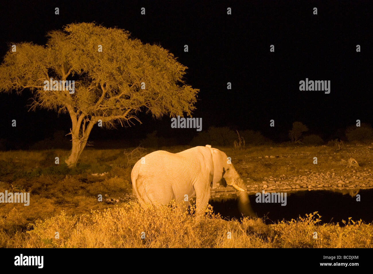 À l'éléphant d'eau éclairé dans le parc national d'Etosha en Namibie Banque D'Images