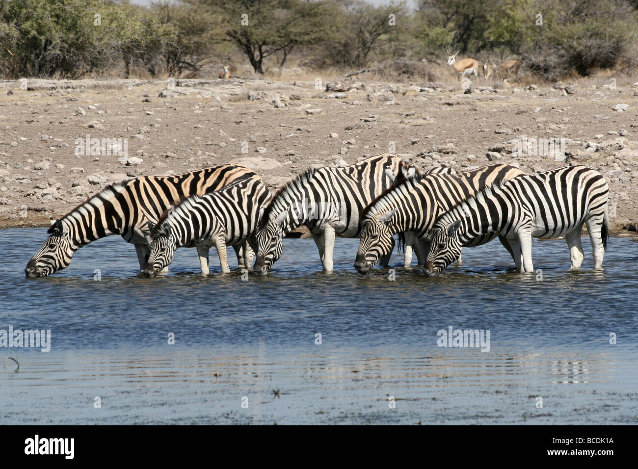 Cinq d'Equus burchelli quagga zèbre des plaines de l'alcool à un étang dans le parc d'Etosha, Namibie NP Banque D'Images