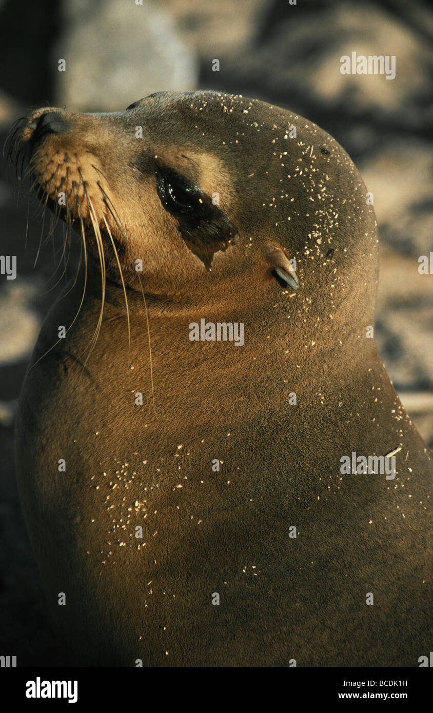 Un lion de mer Galapagos excrète le sel de ses larmes. Banque D'Images
