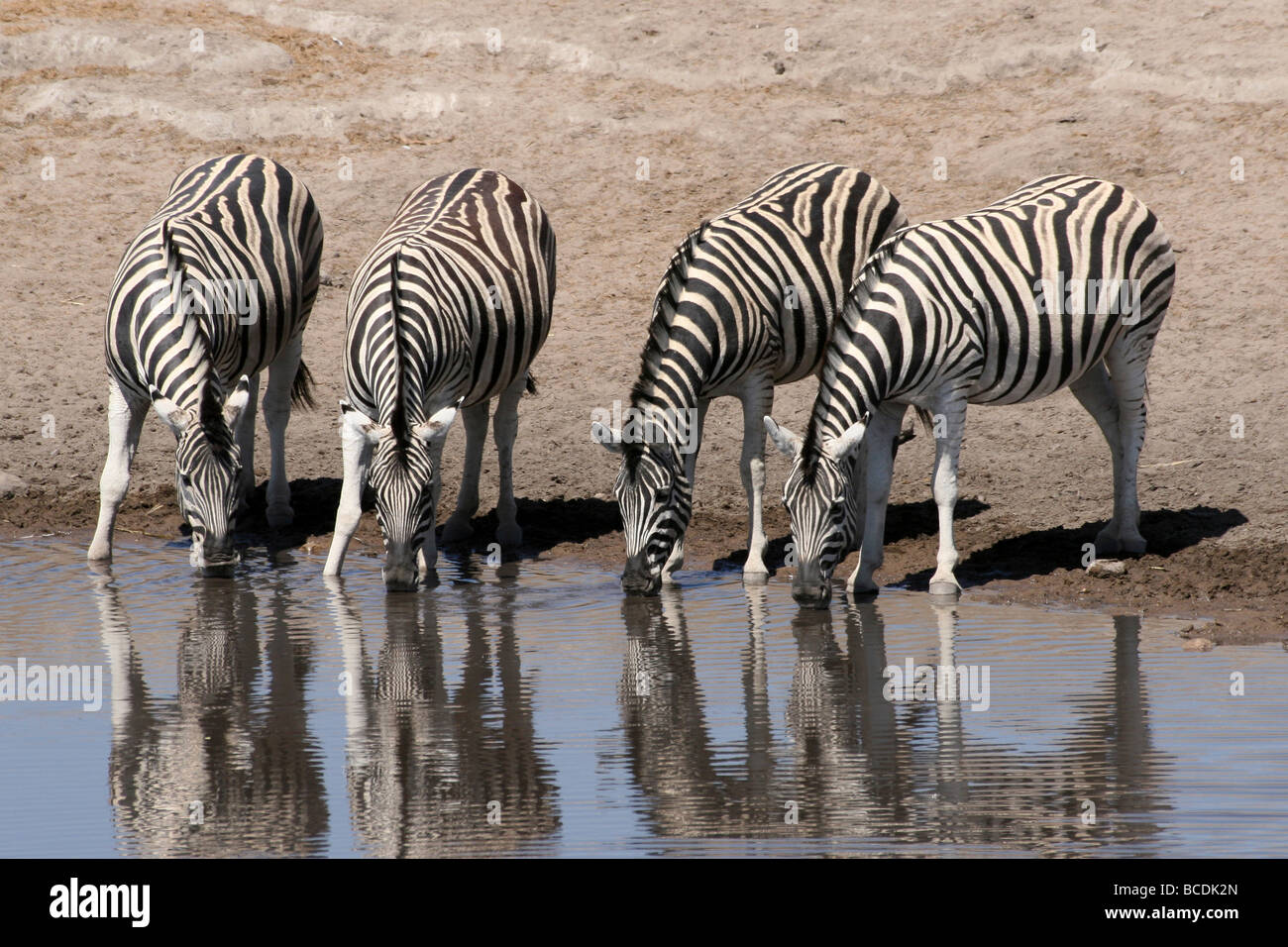 Quatre d'Equus burchelli quagga zèbre des plaines de l'alcool à un étang dans le parc d'Etosha, Namibie NP Banque D'Images