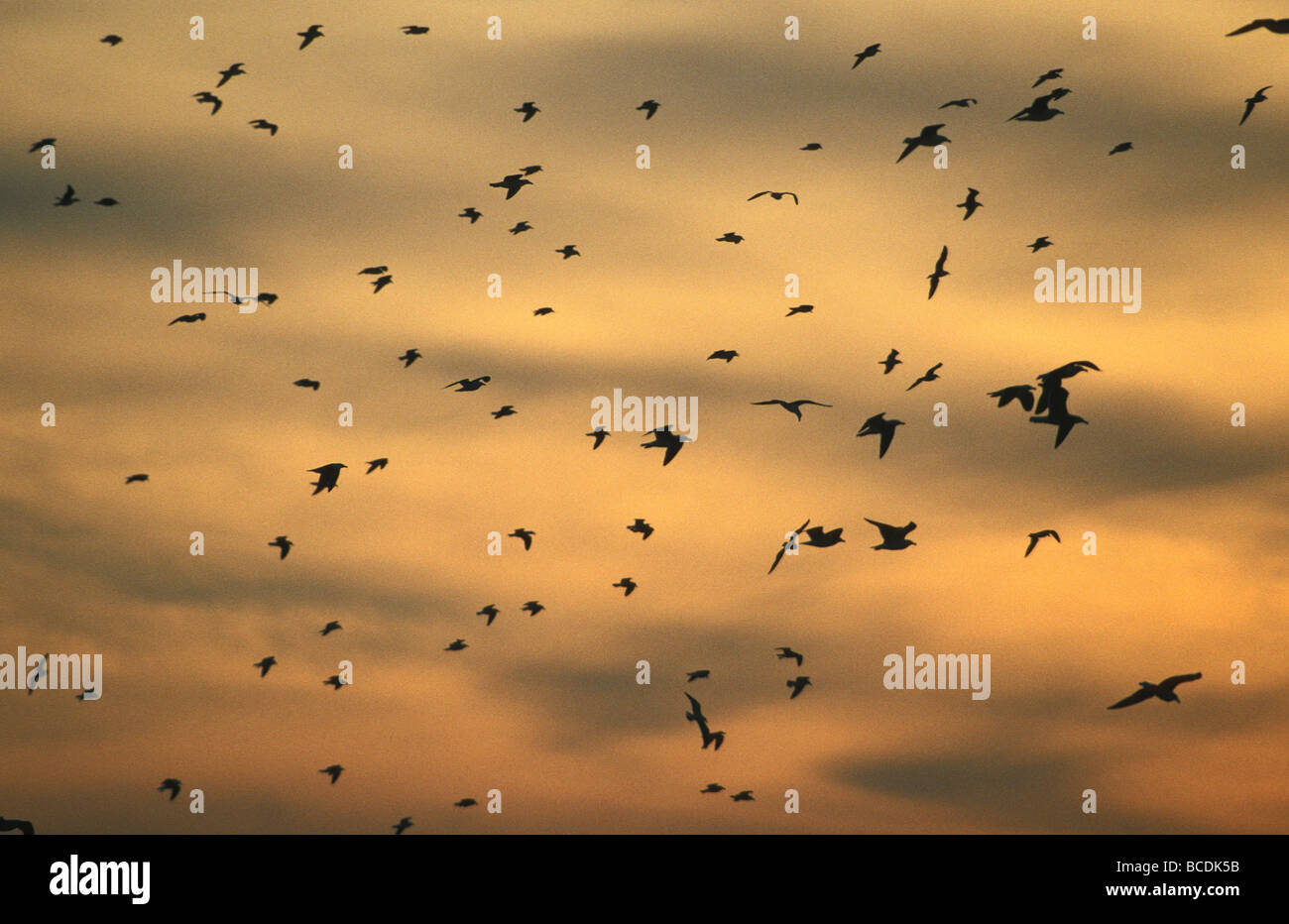 La silhouette d'un troupeau migrateur de varech goélands planeur au coucher du soleil. Banque D'Images