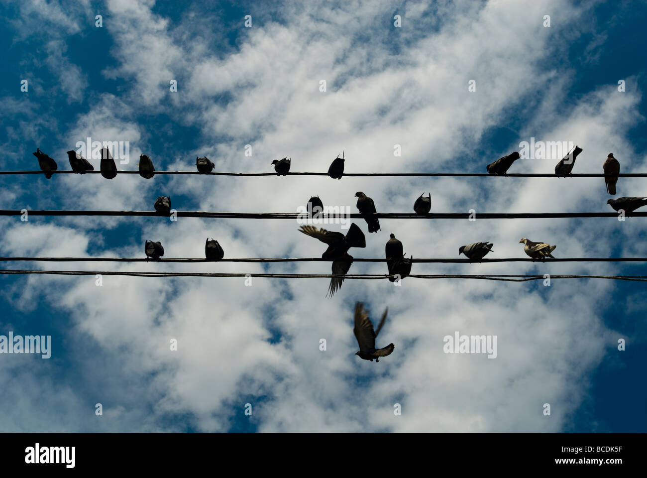 Un troupeau de pigeons repose confortablement sur un des câbles de transmission électrique dans le quartier du Queens Astoria à New York Banque D'Images