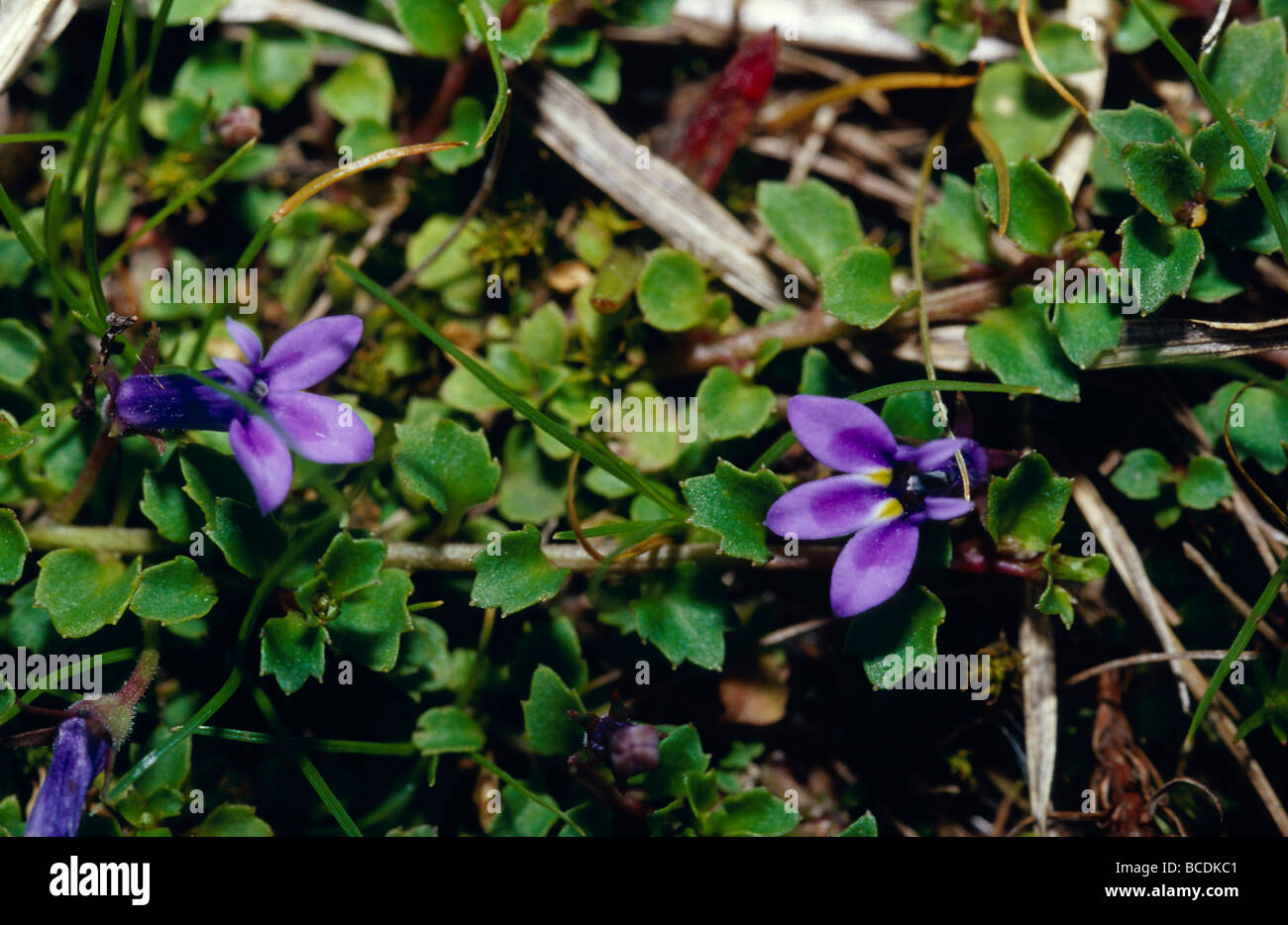 Un violet profond de plus en plus de fleurs sauvages dans la zone de montagne Rugano bambou. Banque D'Images