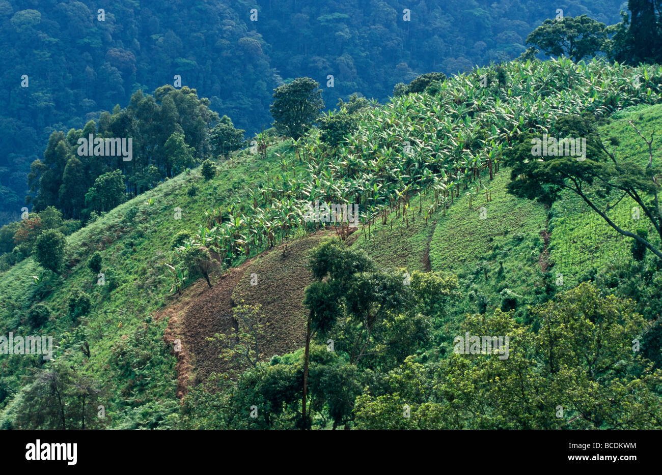 Une plantation de banane se développe à côté de la forêt tropicale dense. Banque D'Images
