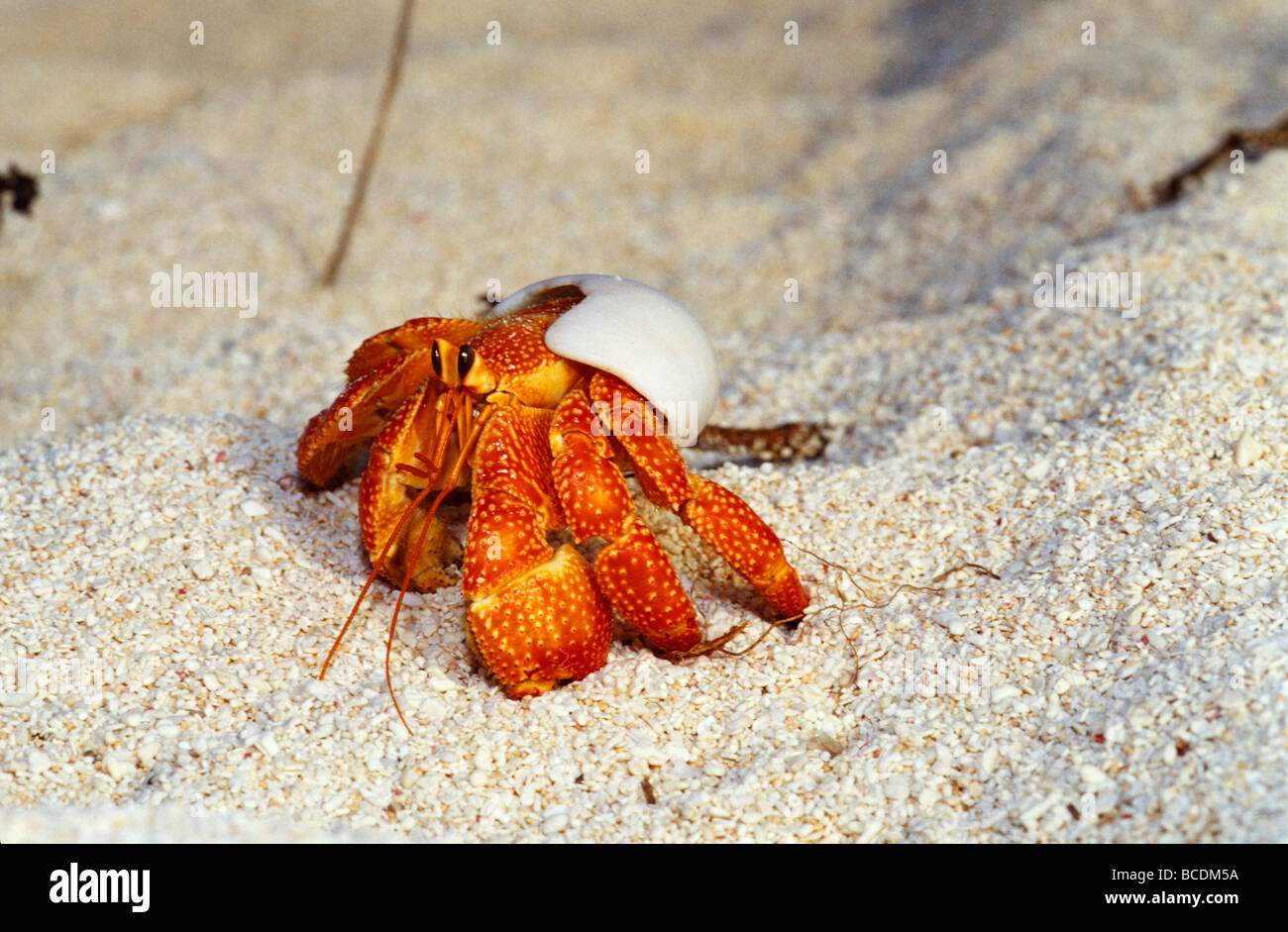 Une fraise Land Hermit Crab émergeant de sa coquille sur une plage de sable. Banque D'Images
