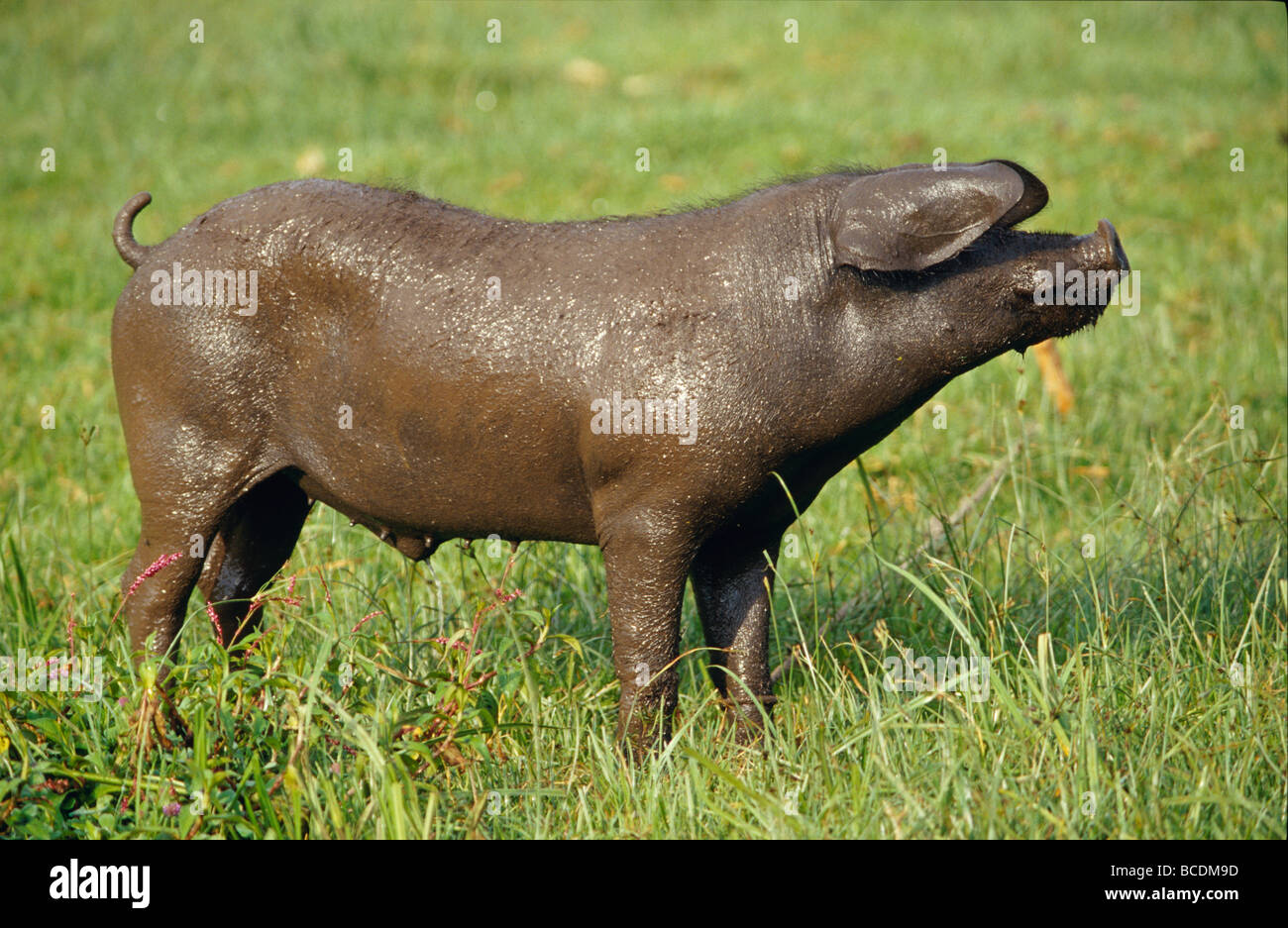 Un porc domestique couvert de boue humide frais debout dans un champ agricole. Banque D'Images