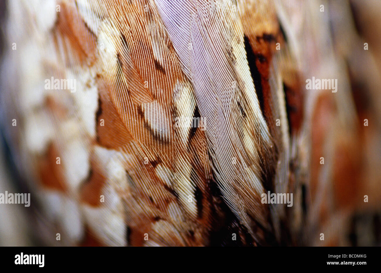 Gros plan des plumes d'une espèce en voie d'Buff-Breasted Caille. bouton Banque D'Images