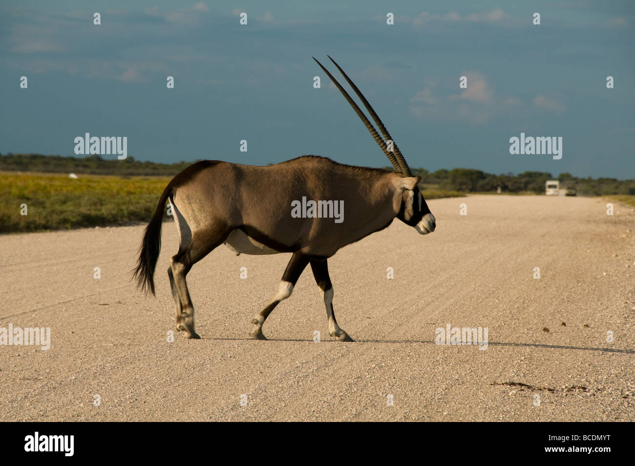 Gemsbok (oryx) en déplacement dans le parc national d'Etosha en Namibie Banque D'Images