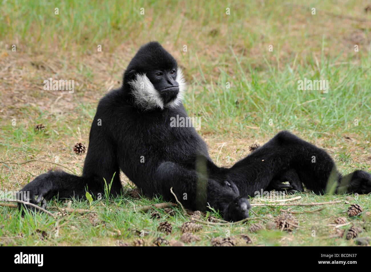 Gibbon à joues blanches homme Nomascus leucogenys dans un funny pose Banque D'Images