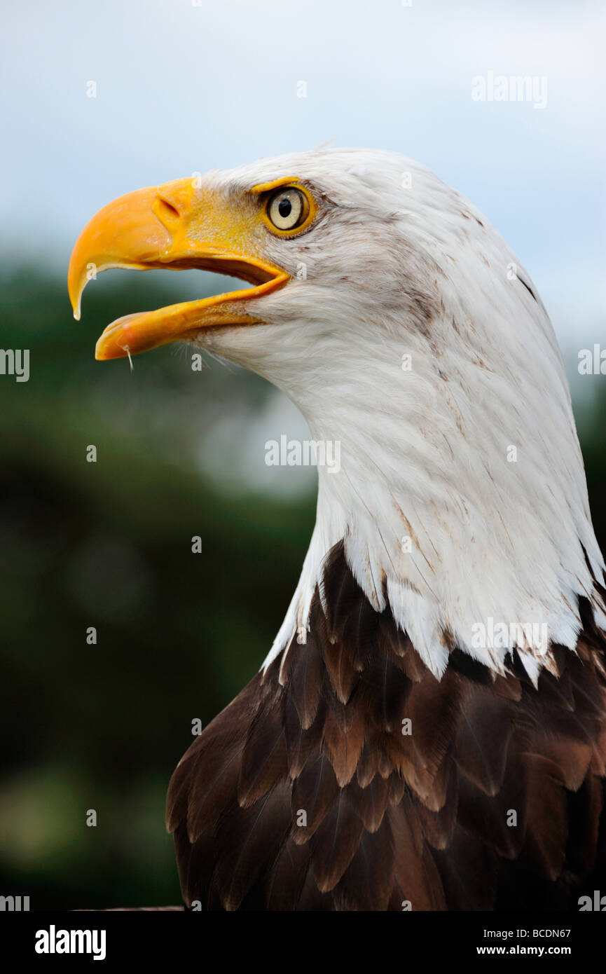 Close up d'un pygargue à tête blanche Banque D'Images
