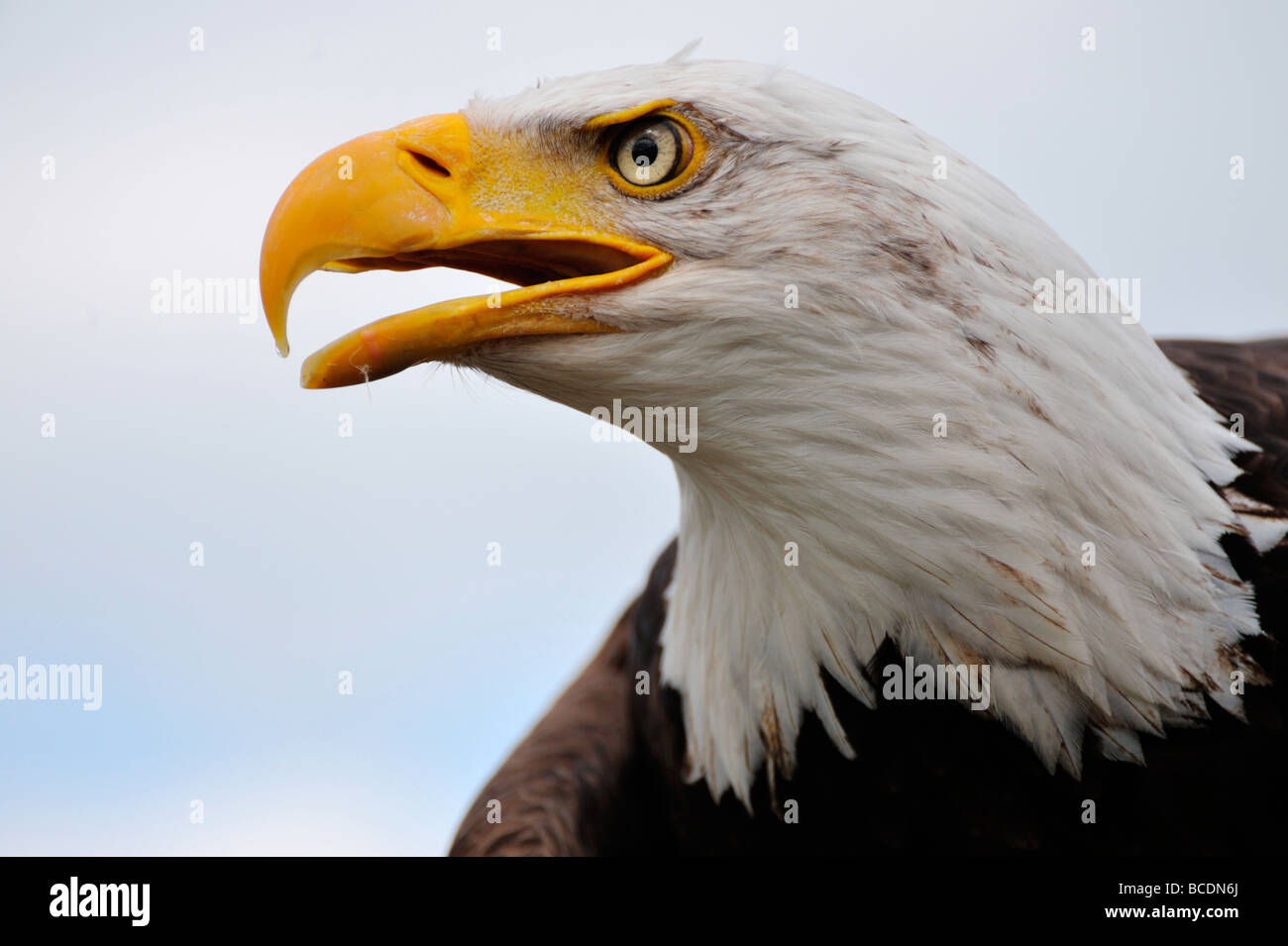 Close up d'un pygargue à tête blanche Banque D'Images