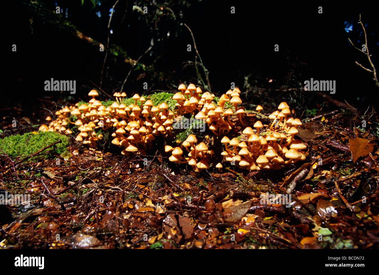 Une colonie de champignons Hypholoma fraîche forêt tropicale sur un étage. Banque D'Images