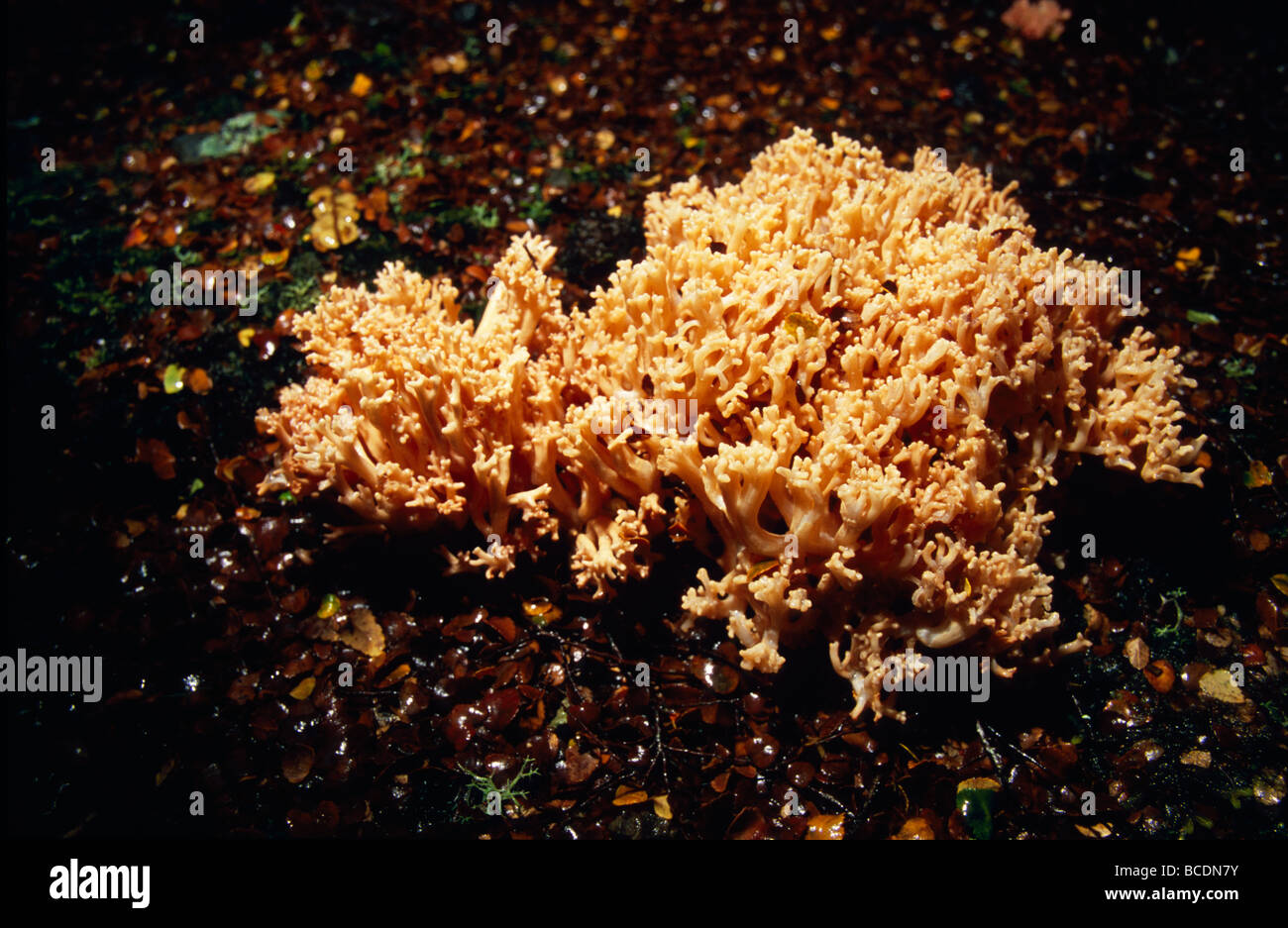 Un corail Ramaria Champignons poussant sur le sol d'une forêt de hêtres. Banque D'Images