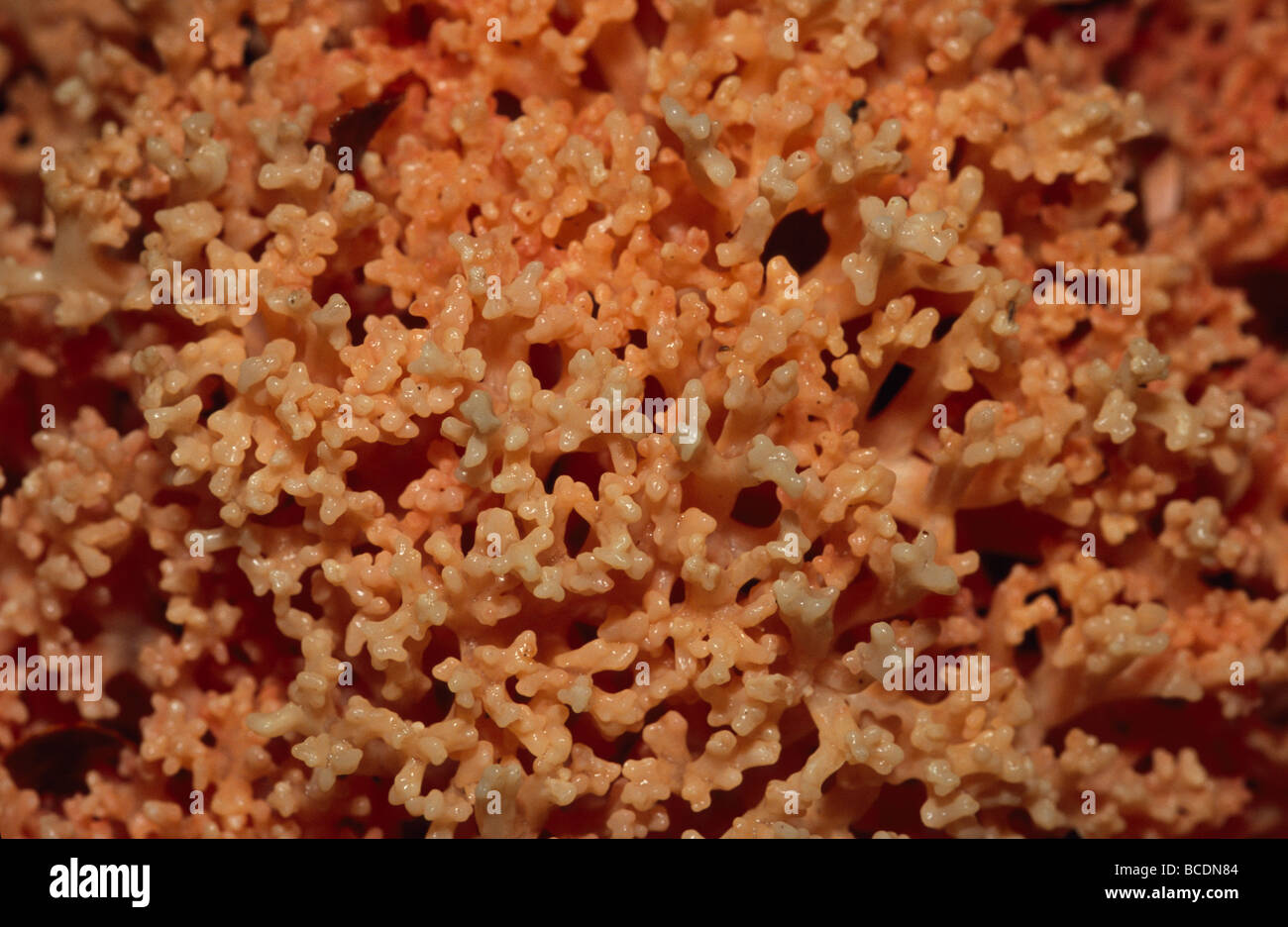 Un corail Ramaria Champignons poussant sur le sol d'une forêt de hêtres. Banque D'Images