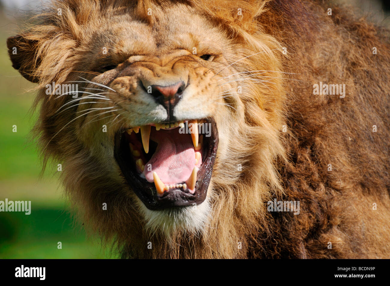 Close up d'un grand lion mâle d'Afrique en colère Banque D'Images