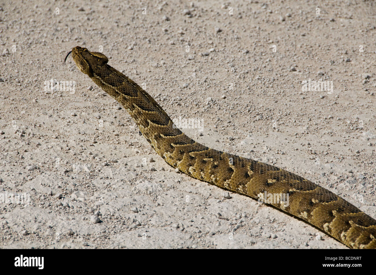 Rock python sur le crawl dans le parc national d'Etosha en Namibie Banque D'Images