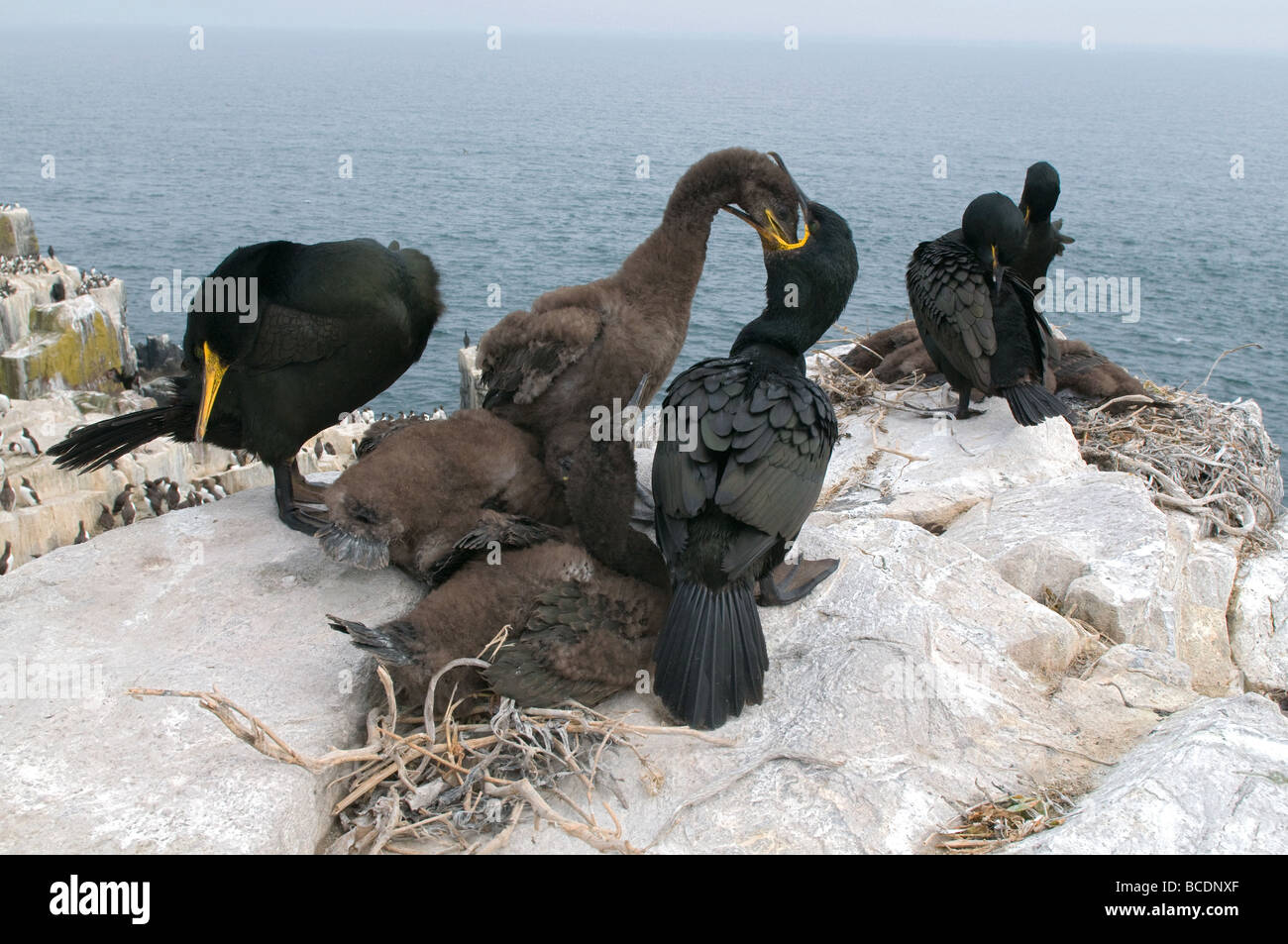 Famille de cormorans huppés (Phalacrocorax aristotelis) Nourrir un poussin Banque D'Images