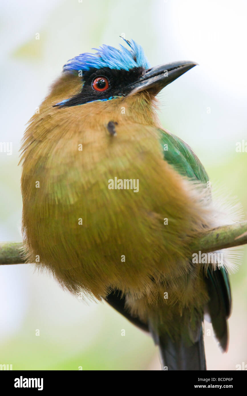 (Lat. d'oiseaux houtouc momotus momota) assis sur une petite branche Banque D'Images