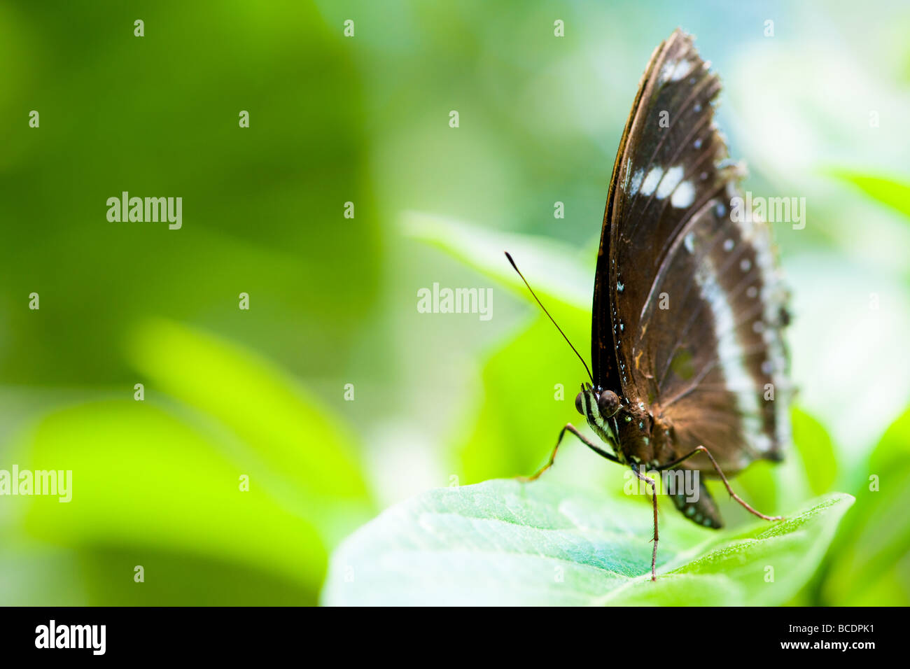 Verger swallowtail butterfly (lat. papilio aegeus) avec arrière-plan flou vert Banque D'Images
