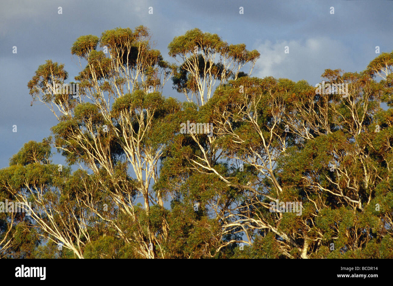 Coucher du soleil tombe sur un ciel d'orage et d'une forêt d'Eucalyptus. Banque D'Images