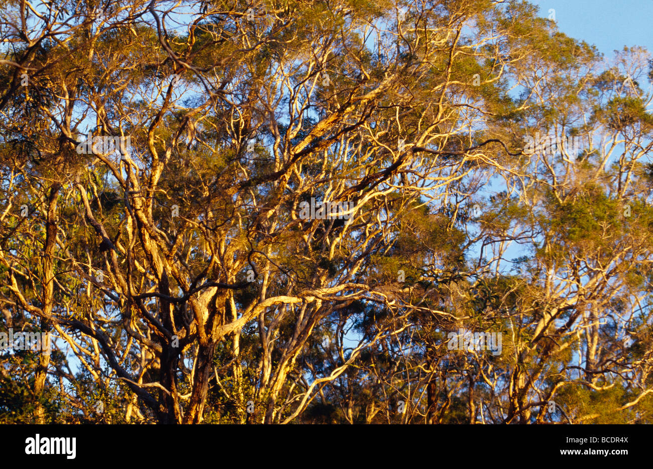 Une forêt tropicale dans un ravin attire les rayons du soleil. Banque D'Images