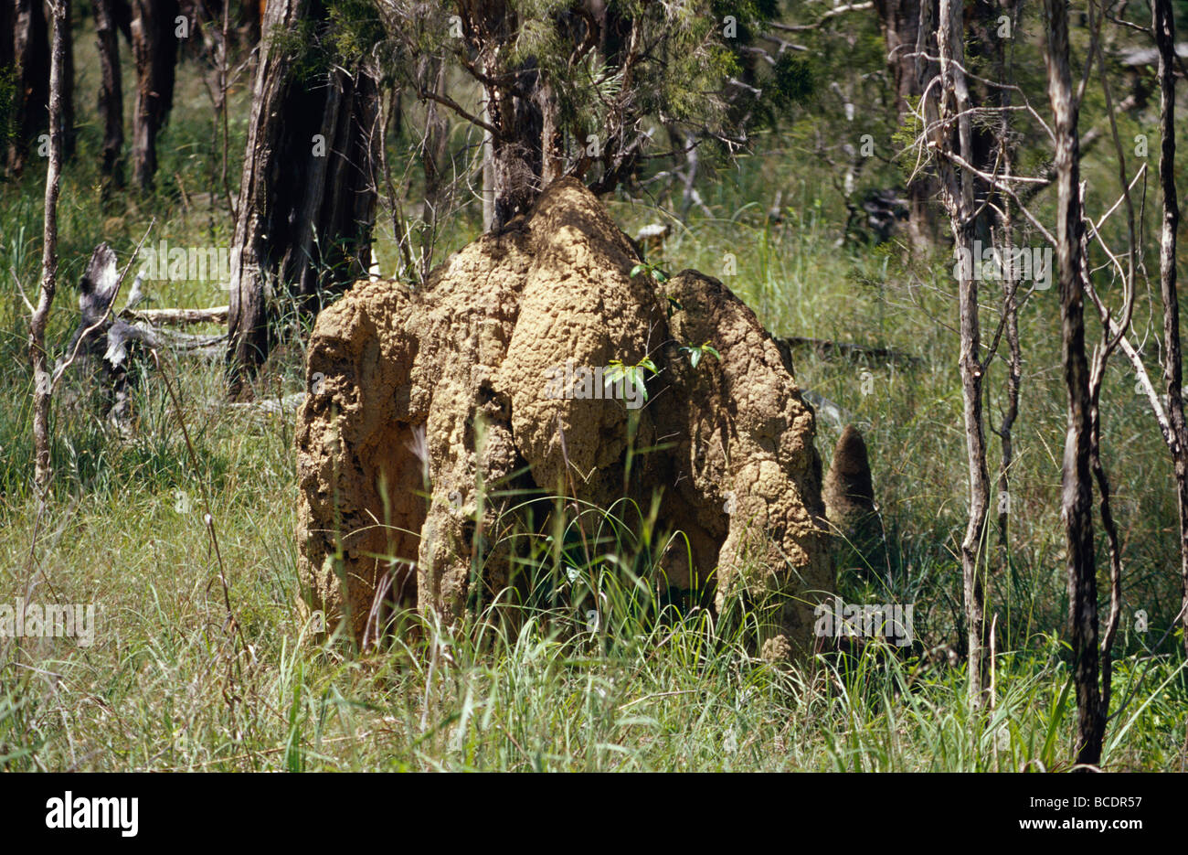 Termitières dans une forêt tropicale, Melaleuca viridiflora Paperbark Banque D'Images