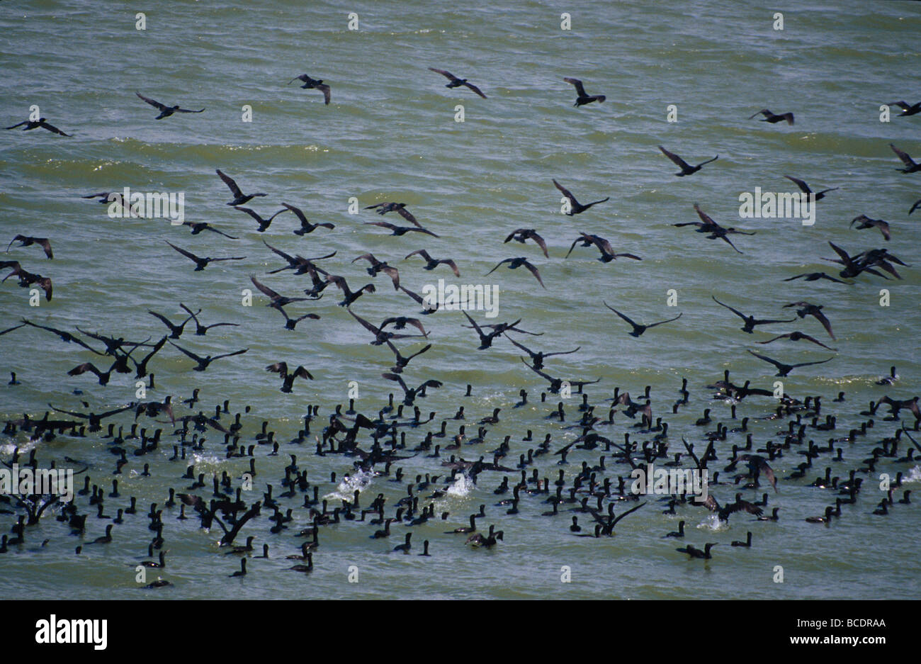 Un grand troupeau de cormoran Phalacrocorax espèces, lancement d'un lac. Banque D'Images