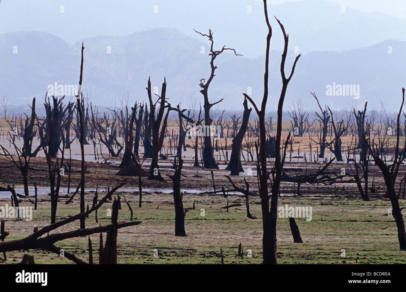 Une forêt de cerfs morts en bas d'un barrage au cours de la saison sèche. Banque D'Images