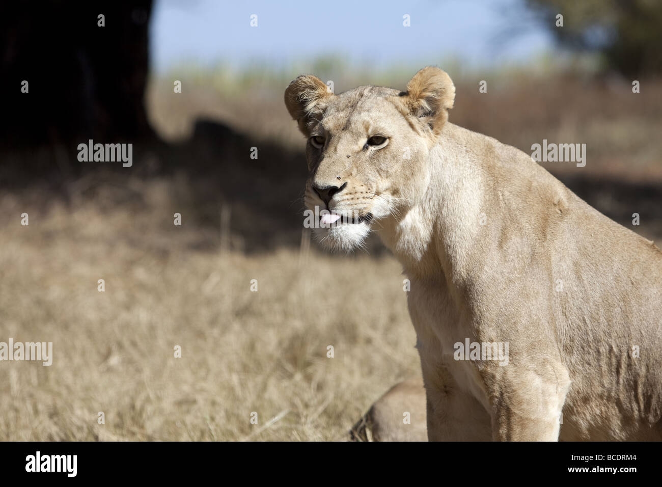 Head shot of a female lionne sticking tongue out Banque D'Images