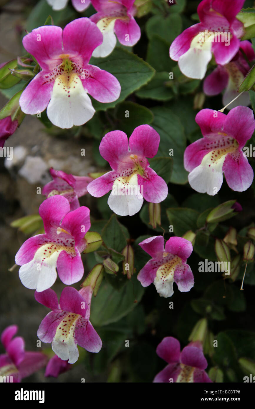 Monkey Flower chilien, nymphe ou andine Berro Rosado, Mimulus, naiandinus Phrymaceae, le nord du Chili, Amérique du Sud Banque D'Images