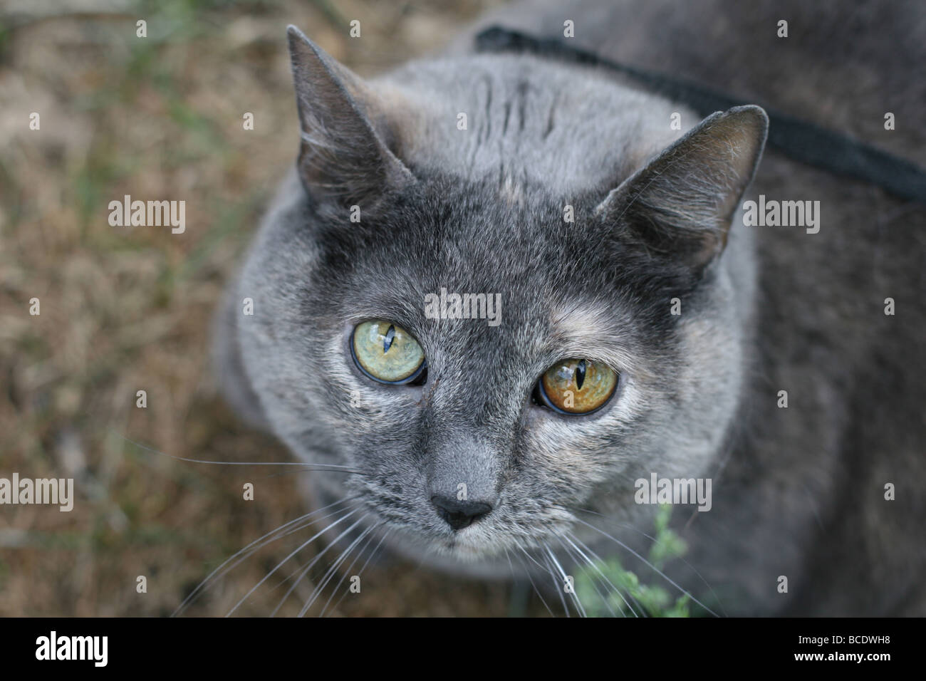 Un Gros Plan D Un Chat Avec Deux Yeux De Couleur Differente Photo Stock Alamy Un Gros Plan D Un Chat Avec Deux Yeux De Couleur Differente Photo Stock Alamy