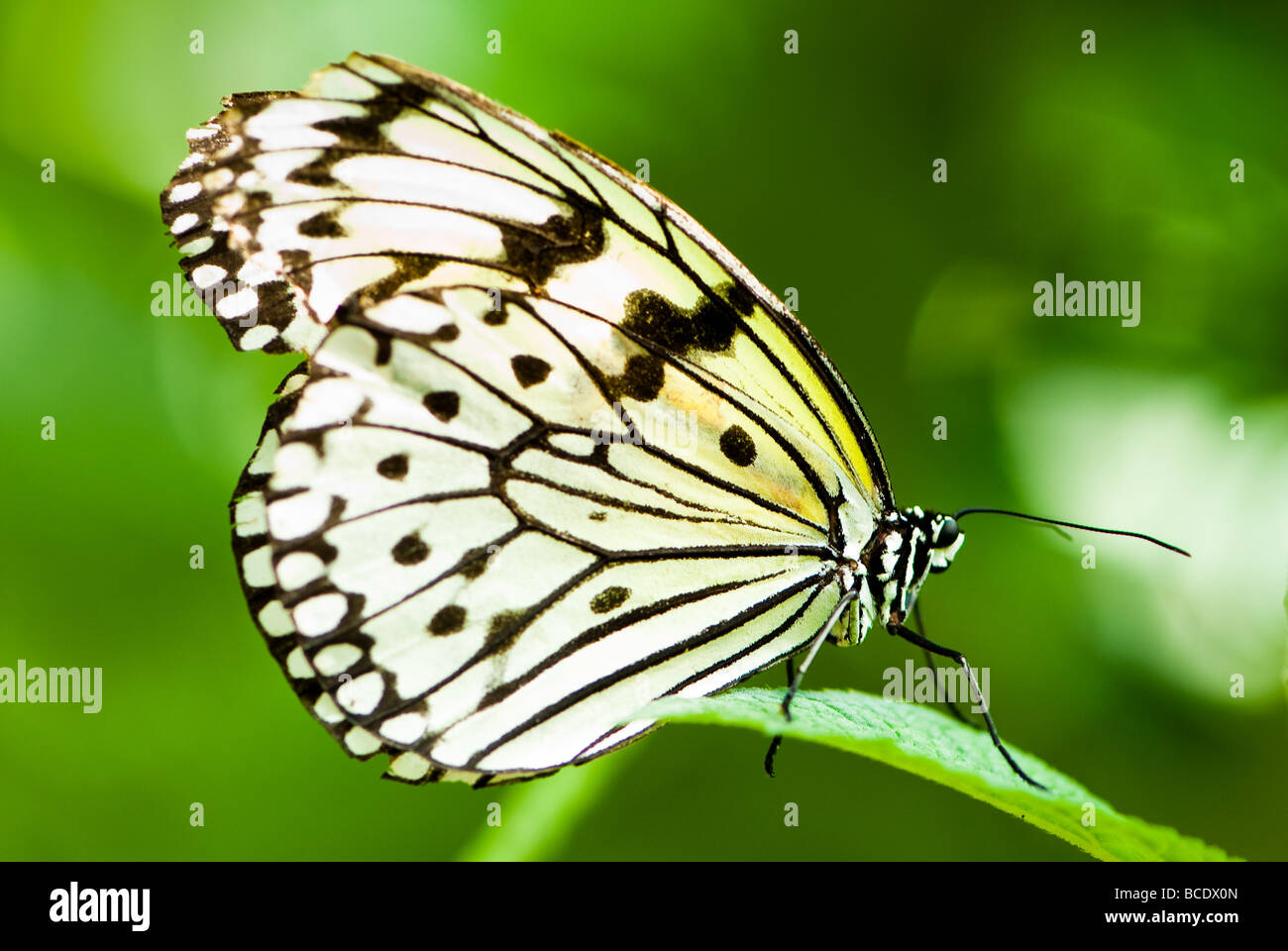Arbre généalogique blanche papillon nymphe lat idée leuconoe vert avec l'arrière-plan flou Banque D'Images