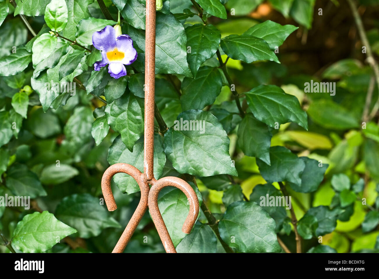 Thunbergia Erecta Kings' Live du manteau violet vif des plantes fleurs en forme de trompette entre les feuilles Banque D'Images