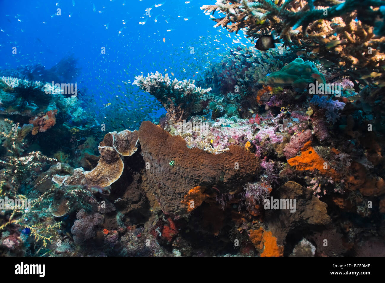 Scène de corail avec glassfish à un récif près de l'île de Komodo en Indonésie. Banque D'Images Scène de corail avec glassfish à un récif près de l'île de Komodo en Indonésie. Banque D'Images