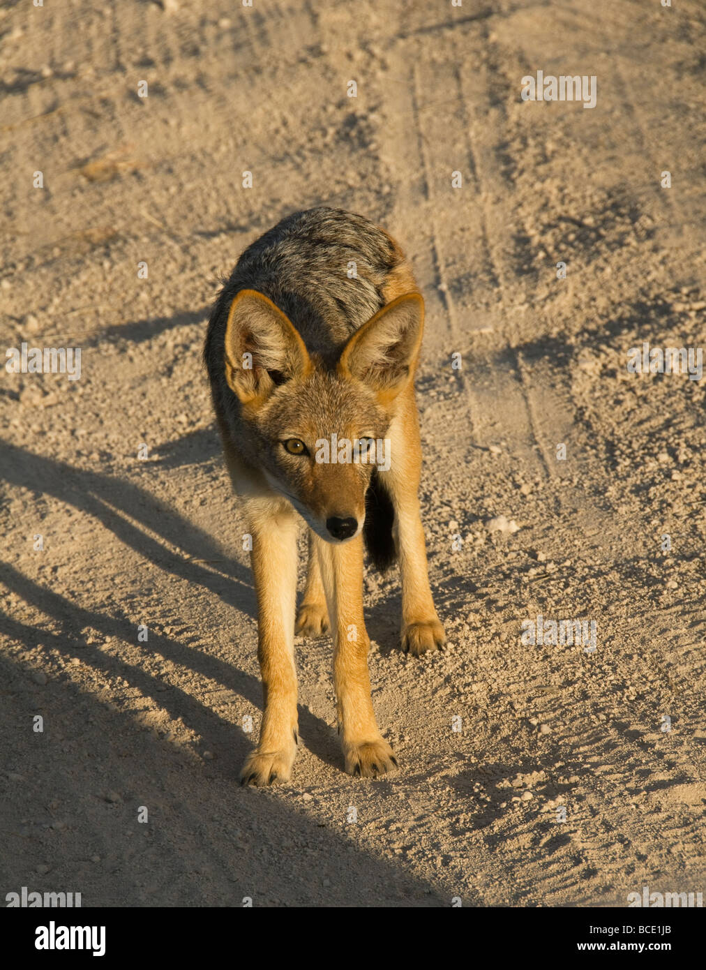 Chacal noir soutenu (Canis mesomelas) dans le parc national d'Etosha en Namibie Banque D'Images