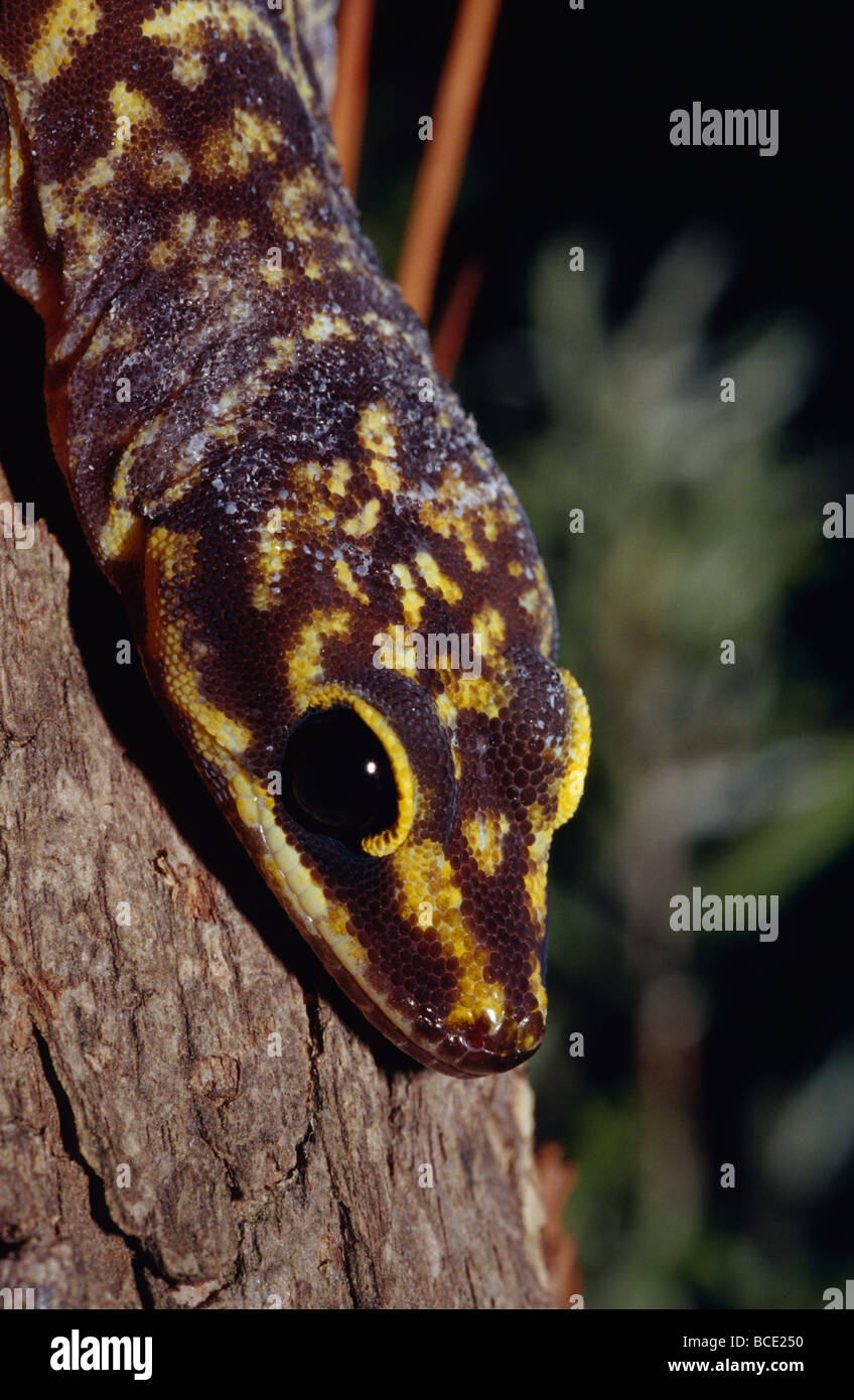 Le chef de l'échelles satin velours marbré Gecko, Oedura marmorata. Banque D'Images