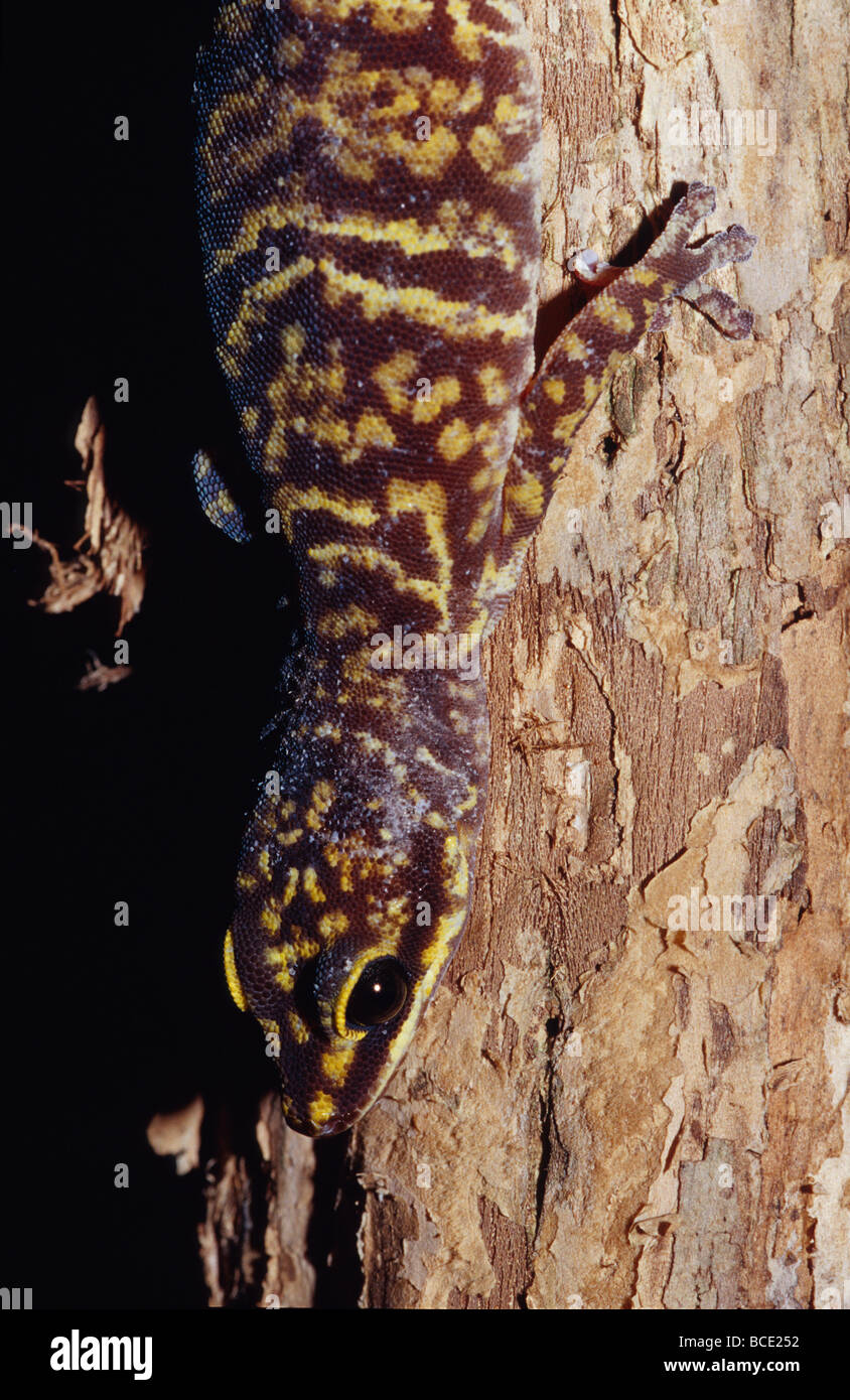 Les échelles de satin de la Velours, Gecko marbré Oedura marmorata. Banque D'Images