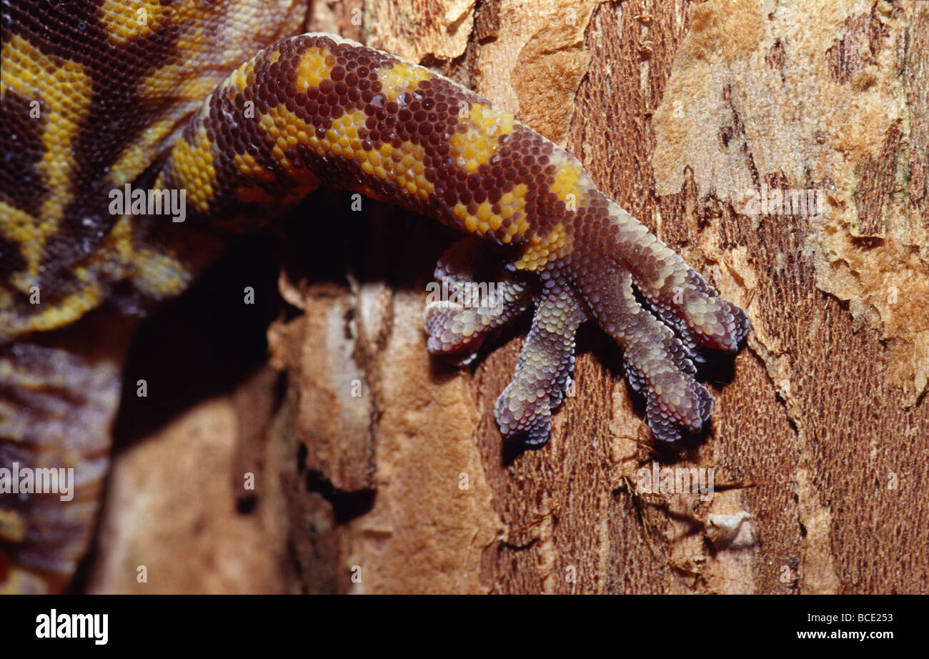 L'échelle délicatement orteils du velours, Gecko marbré Oedura marmorata. Banque D'Images