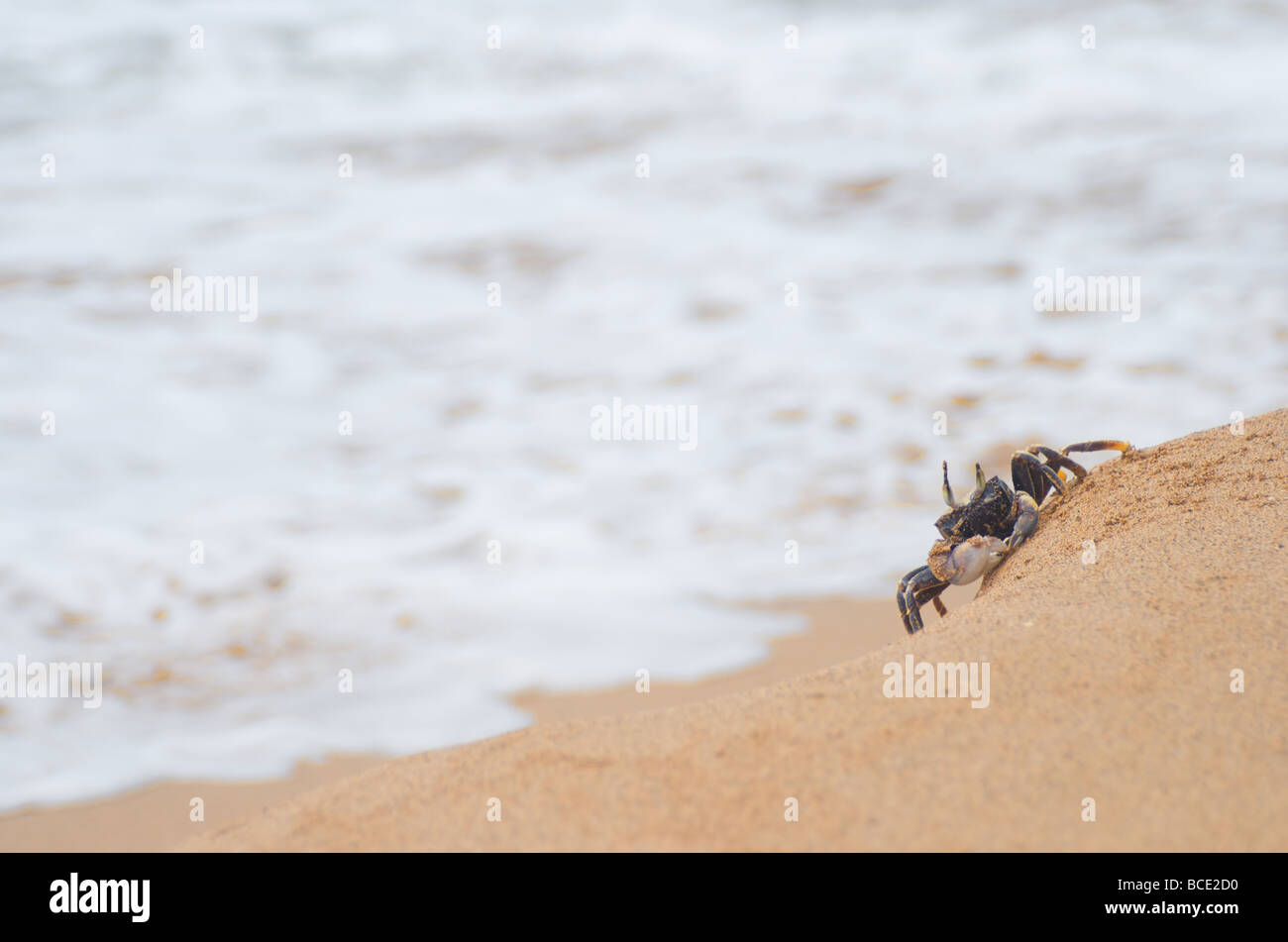 Sur la plage de sable de crabe - 'curieux' Crabe Banque D'Images