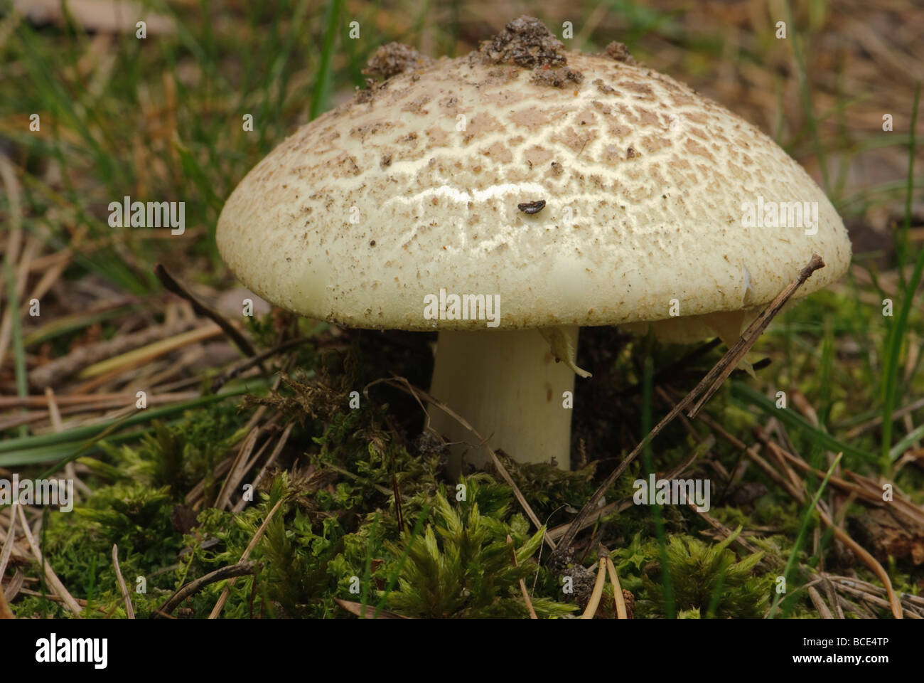 Faux plafond mort Amanita citrina Banque D'Images